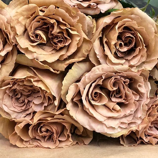 ROSE TOFFEE 50